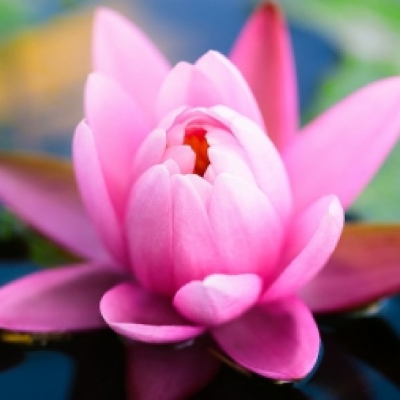 Profile picture of Sari