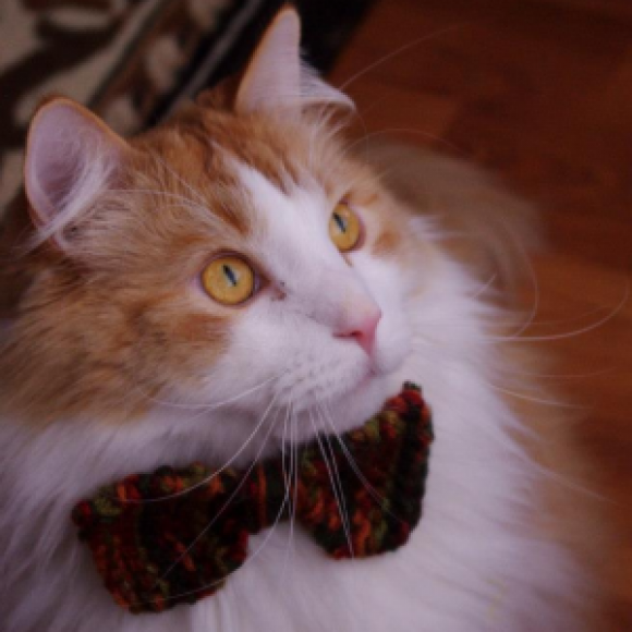 Profile picture of Nikki