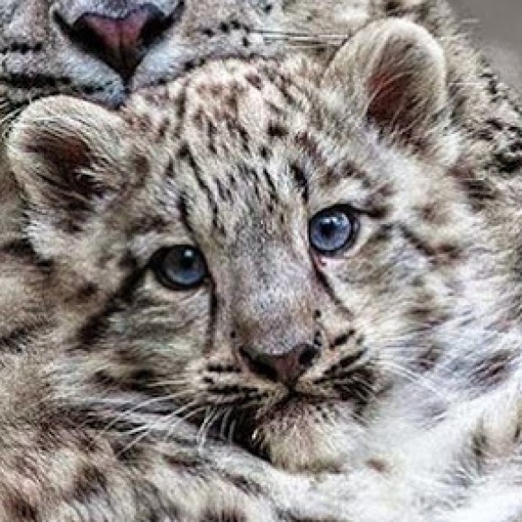 Profile picture of Sher