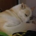 Profile picture of Maycen