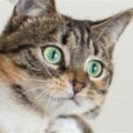 Profile picture of Paulios