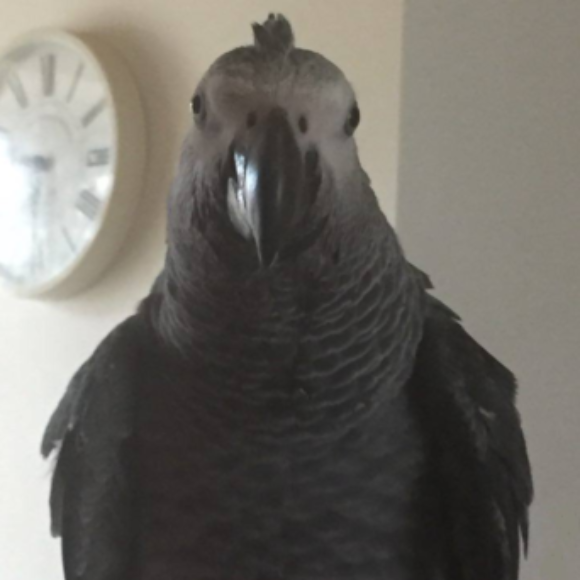 Profile picture of Nikki